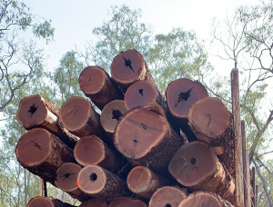 Sägeblöcke Eisenholz Cooktown 700 mm x 7 m