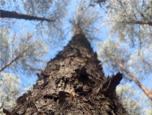 Radiata Pine Veneer logs 650 mm x 2.1 m