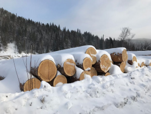 Siberian Pine Sawlog 500 mm x 6 m