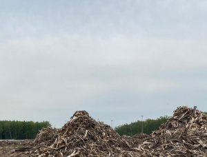 European spruce Wood chips