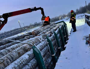 Furnierstämme Birke 400 mm x 5.2 m