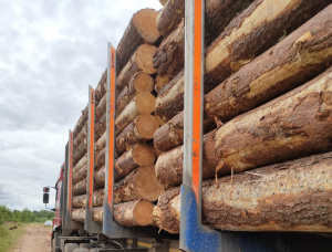 Scots Pine Sawlog 60 mm x 6 m
