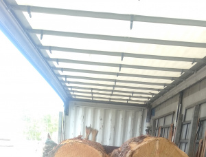 Pinus Kayu bulat untuk penggergajian 320-500 mm x 6.1 m