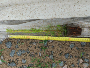 Scots Pine Tree Seedlings  21-30