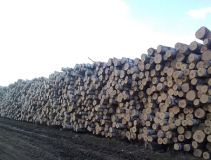 Paper Birch Veneer logs 60 mm x 5.4 m