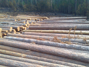 50 mm x 150 mm x 6000 mm AD R/S  Siberian Pine Lumber