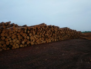 Siberian Pine Sawlog 200 mm x 6 m