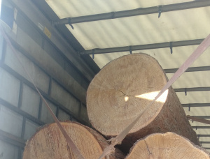 Pinus Kayu bulat untuk penggergajian 320-500 mm x 6.1 m