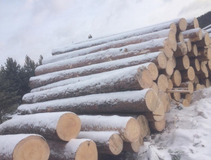 Siberian Pine Sawlog 500 mm x 6 m