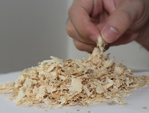 Armand Pine (Pinus Armandi) Wood shavings 5 mm x 15 mm