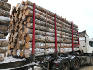 Birch Veneer logs 400 mm x 5.2 m