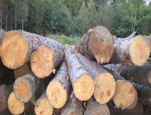 Siberian spruce Veneer logs 400 mm x 6 m