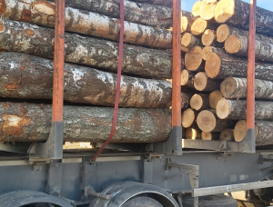 Silver Birch Veneer logs 500 mm x 6 m