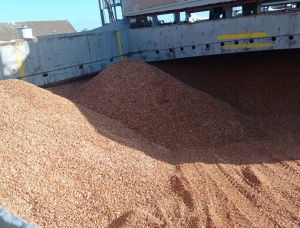 Eucalyptus Wood chips