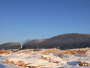 Siberian Pine Sawlog 24 mm x 6 m
