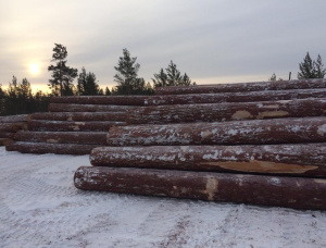 Siberian Larch Sawlog 100 mm x 6 m