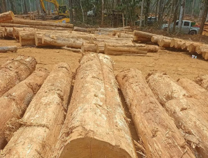 Teck Grume de sciage 700 mm x 5 m
