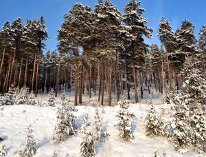 Лес на корню в Ленинградской области