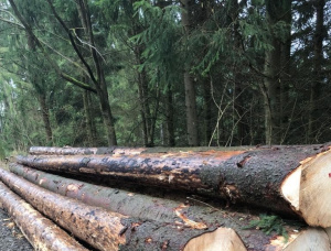 European spruce Sawlog 750 mm x 11.5 m