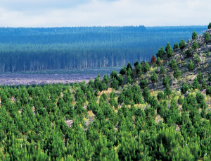 Sägeblöcke Pinus radiata 400 mm x 9 m