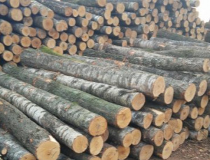 Birch Veneer logs 180 mm x 6 m