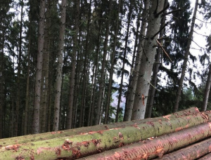 European spruce Sawlog 750 mm x 11.5 m