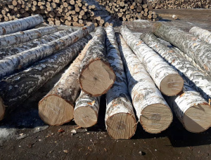 Silver Birch Veneer logs 600 mm x 6 m