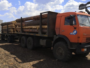 Scots Pine Sawlog 400 mm x 6 m