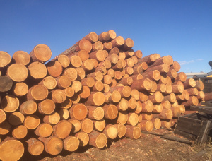 Siberian Larch Sawlog 30 mm x 6 m