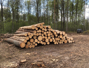 Scots Pine Sawlog 32 mm x 6.2 m