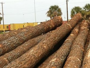 Spruce-Pine-Fir (SPF) Veneer logs 13 in. x 12 ft.