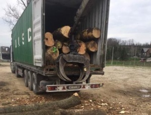 Furnierstämme Esche (Weiß-) 500 mm x 6 m