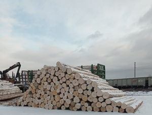 Silver Birch Veneer logs 600 mm x 4 m