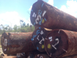 Brown Ash Veneer logs 50 mm x 3 m