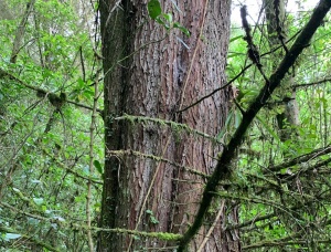 Radiata Pine Sawlog 500 mm x 2.5 m