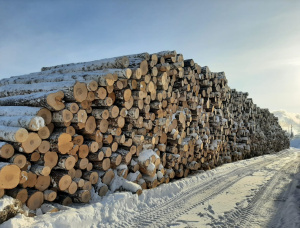 Furnierstämme Hänge-Birke 600 mm x 6 m