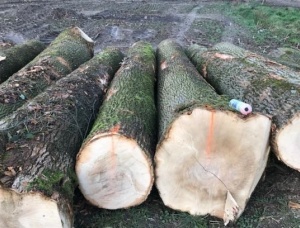 White Ash Veneer logs 400 mm x 6 m
