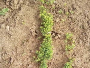 European spruce Tree Seedlings  31-40