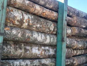 Silver Birch Veneer logs 500 mm x 6 m