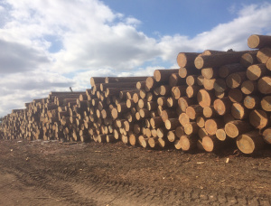 Siberian Larch Sawlog 30 mm x 6 m