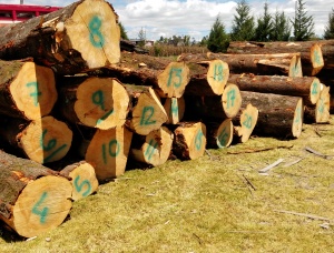 Radiata Pine Sawlog 500 mm x 2.5 m