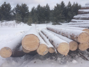 Siberian Pine Sawlog 500 mm x 6 m