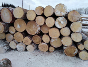 Siberian spruce Sawlog 500 mm x 6 m