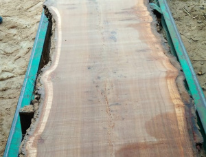 50 mm x 150 mm x 3000 mm Elm Flitch