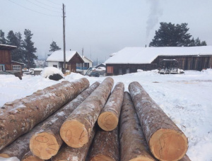 Siberian Pine Sawlog 30 mm x 6 m