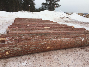 Siberian Larch Sawlog 100 mm x 6 m