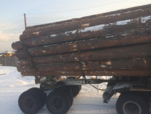 Siberian Pine Sawlog 500 mm x 6 m