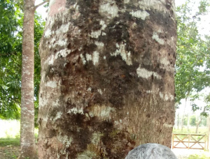 100 мм x 500 мм x 6000 мм  Столярная доска Красное дерево (Махагони) GR