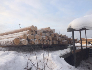 Siberian Pine Sawlog 30 mm x 6 m