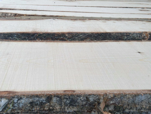 25 mm x 100 mm x 3000 mm Birch Flitch